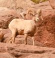 Desert Bighorn Sheep-5996.jpg